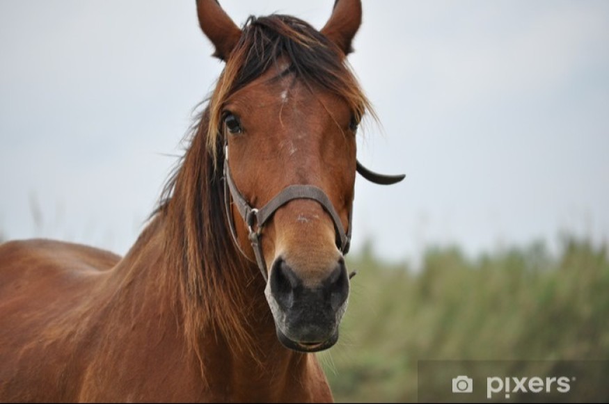 PRONOSTIC HIPPIQUE DE REMY